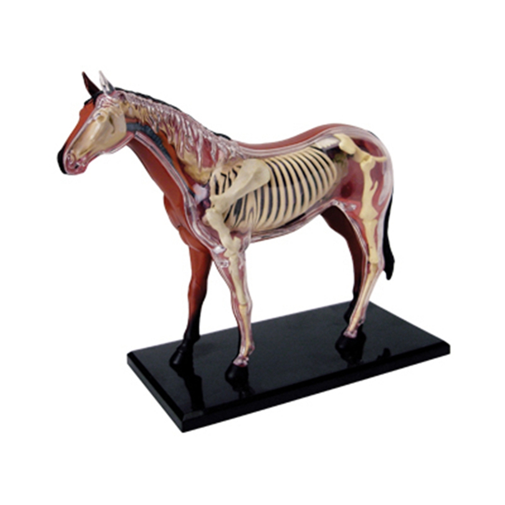 Science Toys Diy - Hayvan Organ Anatomisi Modeli 4D At