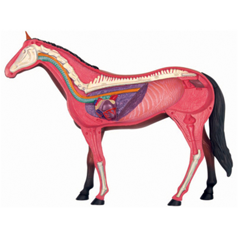 Hayvan Organ Anatomisi Modeli  - Science Toys Diy incelemesi ve fiyatı