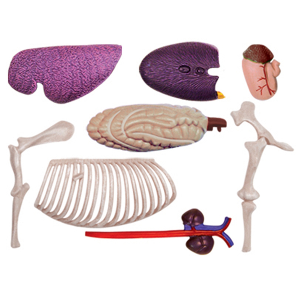 Hayvan Organ Anatomisi Modeli  - Science Toys Diy incelemesi ve fiyatı